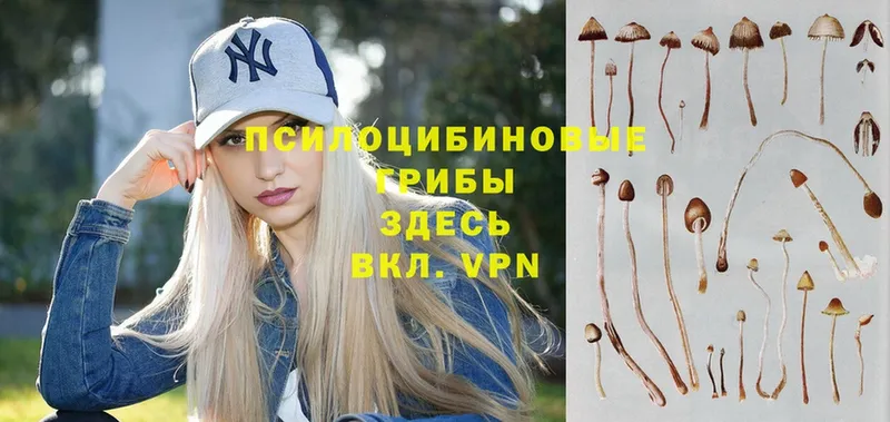 Псилоцибиновые грибы Cubensis  где купить   Борисоглебск 